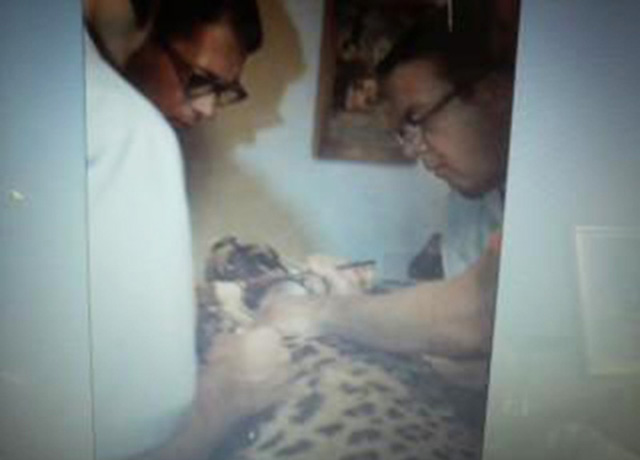 Two dentists operate on a leopard