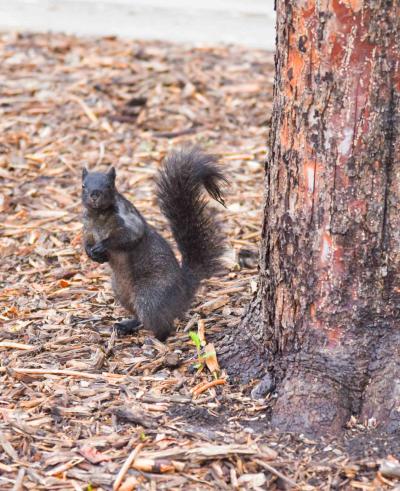 A squirrel by a tree