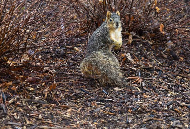 A squirrel by a tree