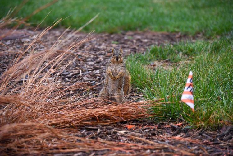 Squirrel stands on hind legs