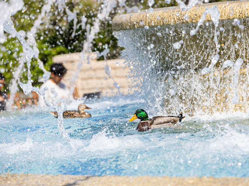 Ducks in fountain