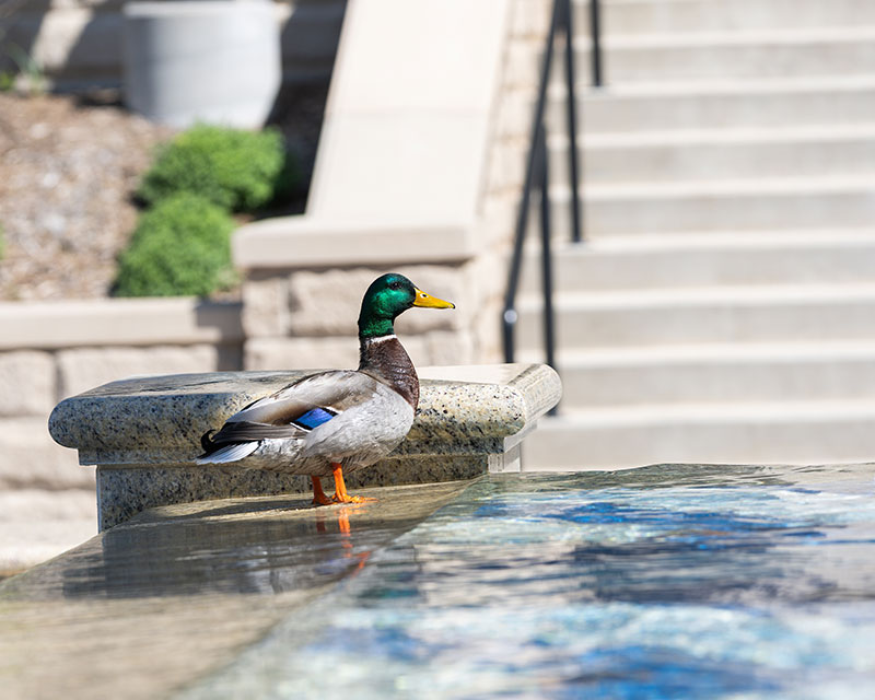 Duck on side of fountain