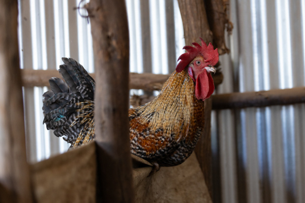 A chicken in Hong Kong Poultry