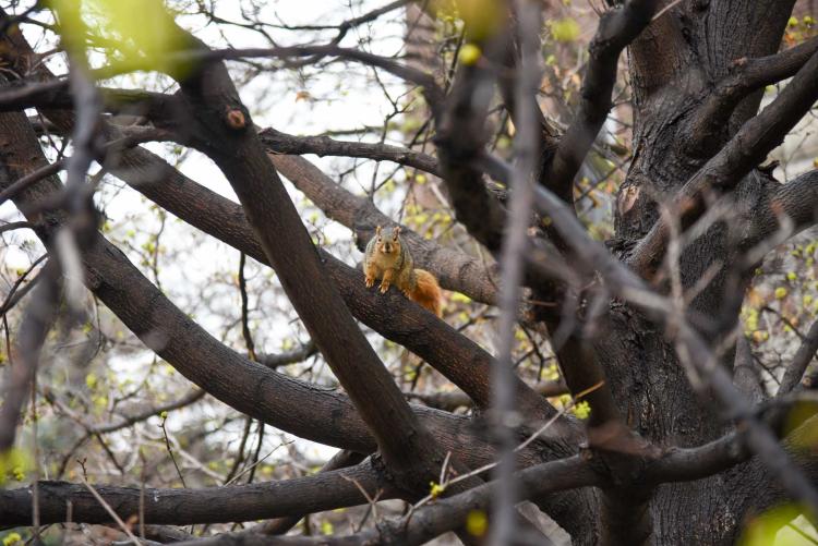 A squirrel in a tree