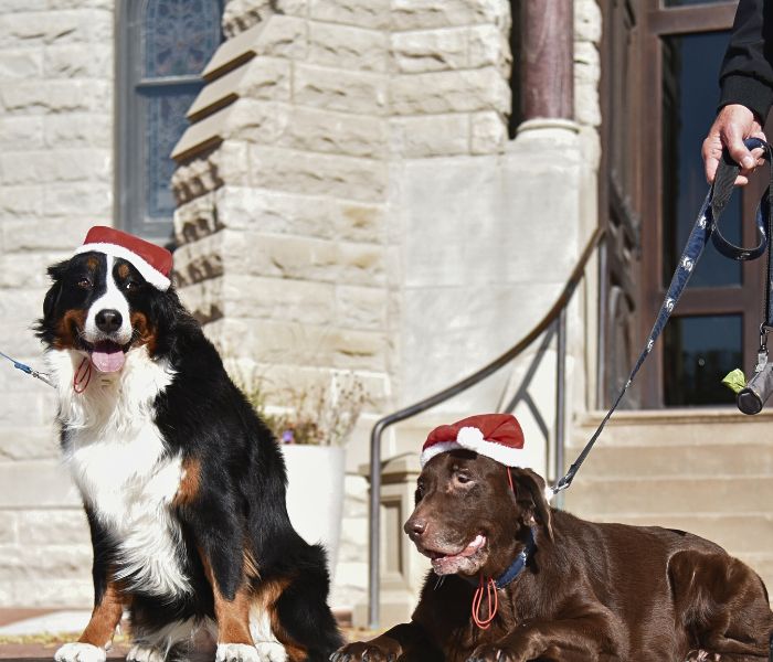 Campus service dogs, Coco and Ella with Santa hats at St. John's