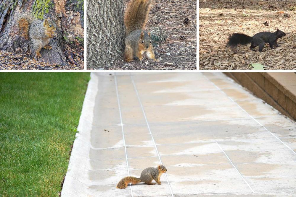 Several photos of squirrels