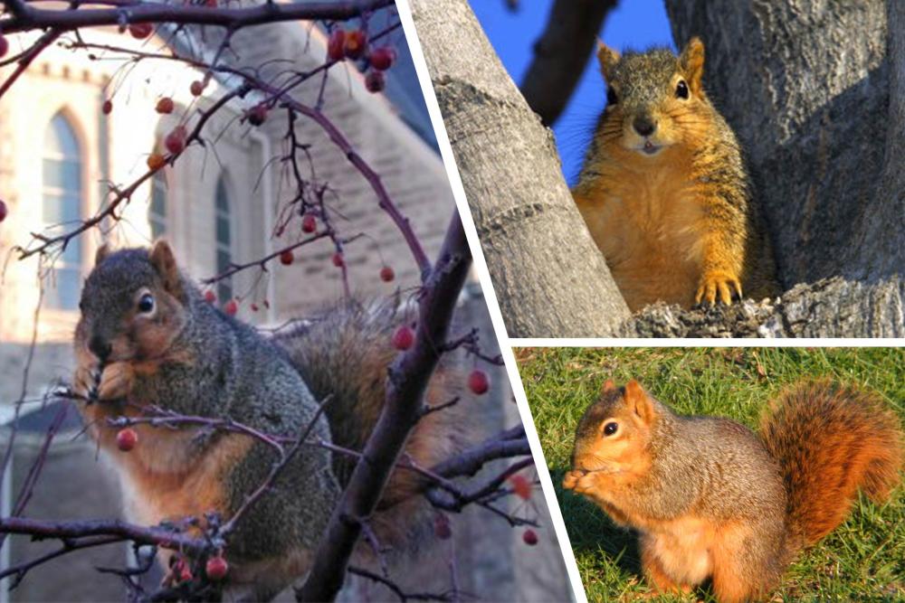 Three photos of squirrels