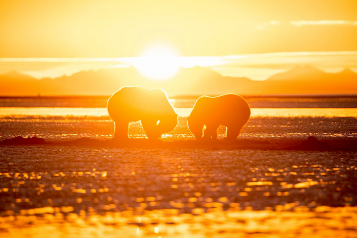 Grizzly bears digging for clams in Alaska. Photo by Jen Edney.