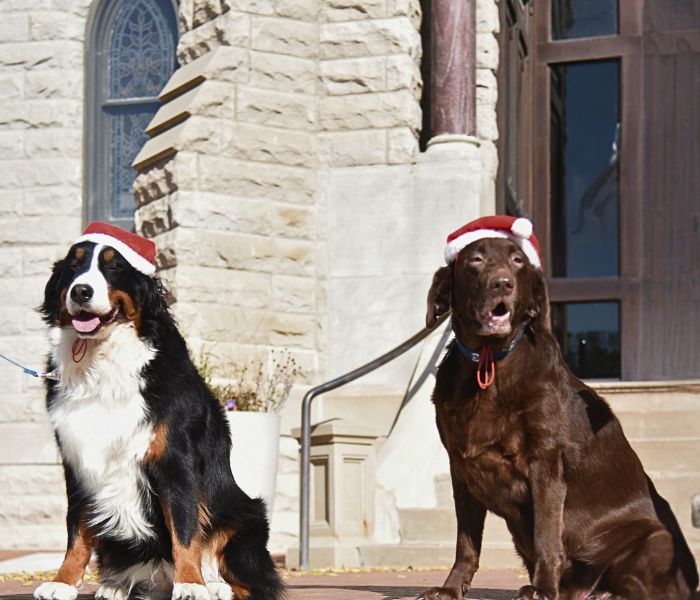 Cocoa and Ella, Creighton's campus service dogs with Santa hats at St. John's