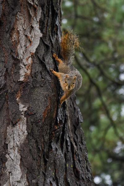 A squirrel on a tree