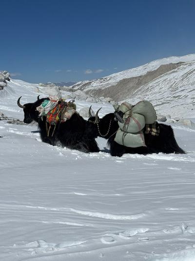 Yaks carrying packs on the climb