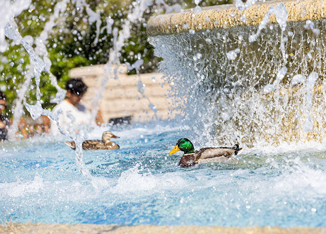 Ducks in fountain
