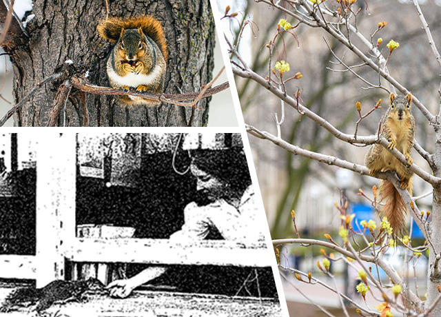 A collage of squirrel photos