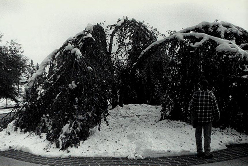 Tree split in October 1997 snowstorm