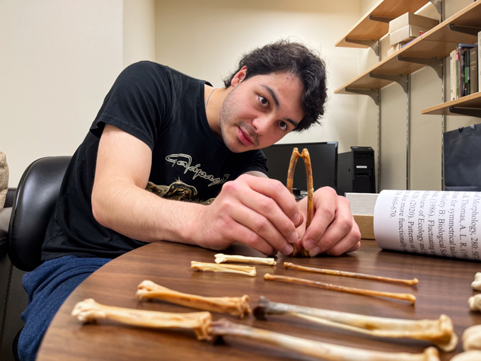 Julian Garcia compares the bones of a red-tailed hawk's skeleton.