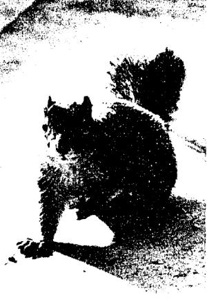 A black and white photo of a squirrel