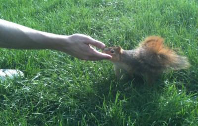 A hand reaches for a squirrel