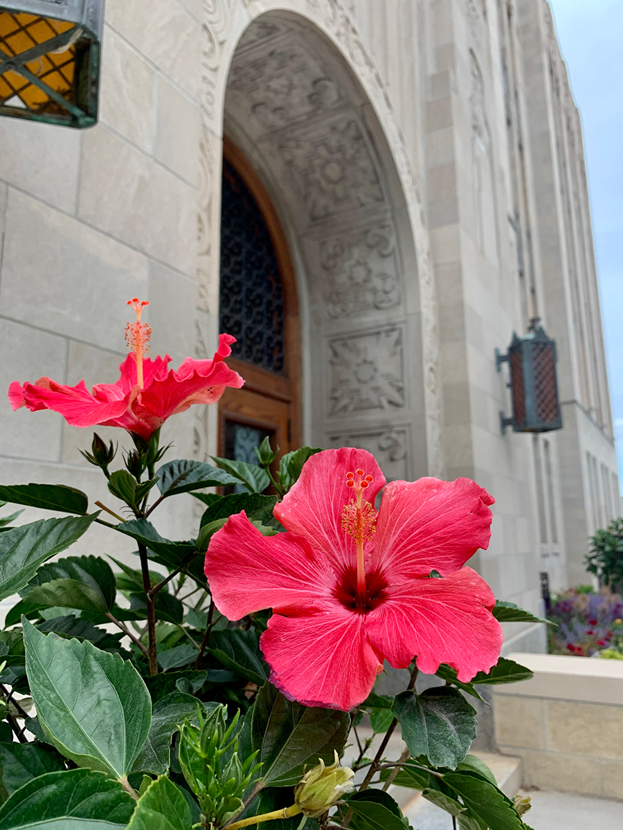 Flower in front of Creighton Hall