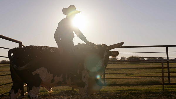 Man on a bull in a pen outside.