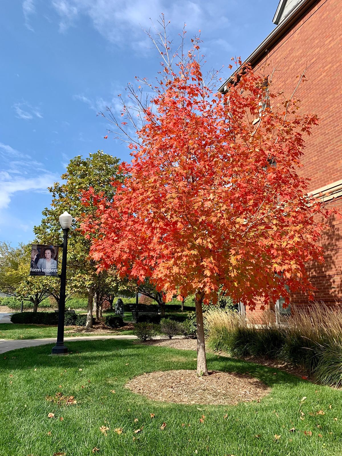 fall foliage by Davis Square