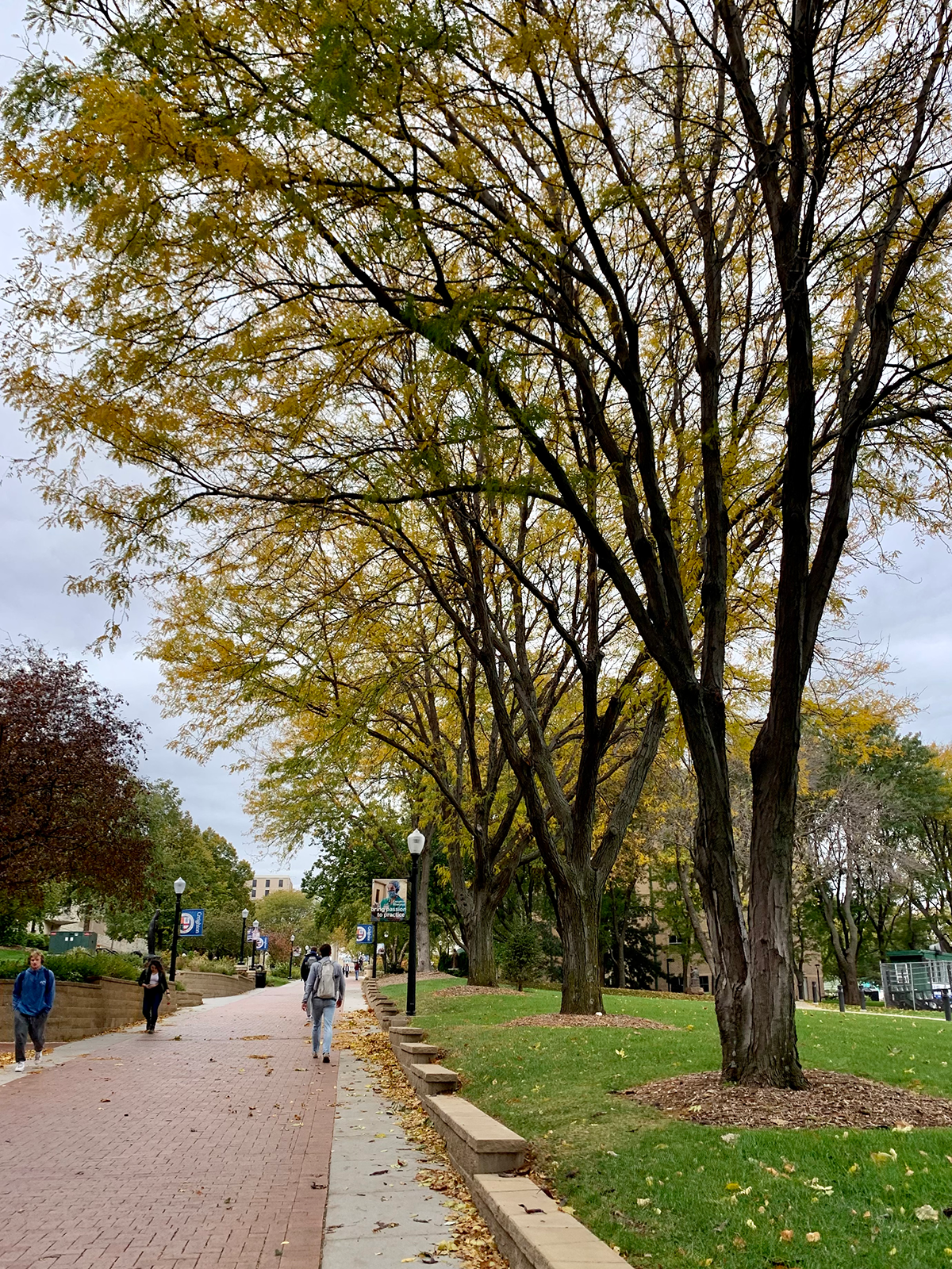fall foliage on the Mall