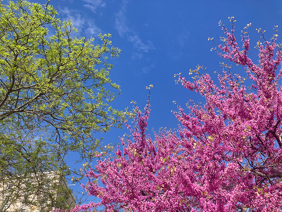 Trees in springtime on campus