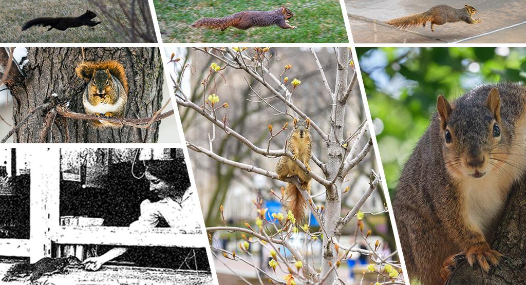 A collage of squirrel photos