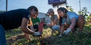 Three female students pick weeds in a grassy area.